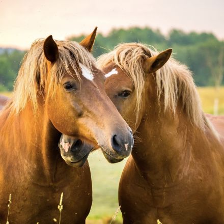The “Final Stretch Alliance To End Horse Slaughter” Was Just Announced To Permanently Ban The Slaughter Of Horses In The U.S. - World Animal News