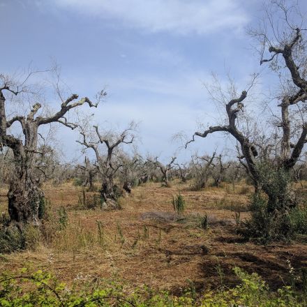 The fight to save Europe's olive trees from disease