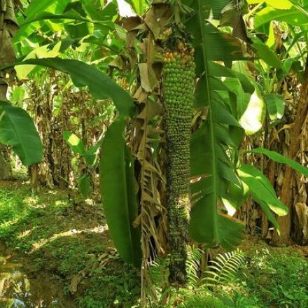 At This Banana Farm, the Bunches Grow in 430 Shapes and Sizes