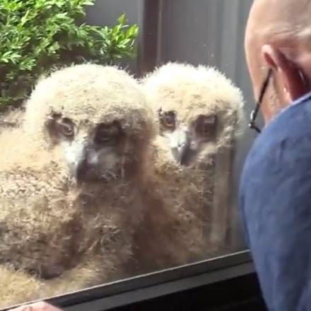 Huge owl hatches chicks outside man’s window — now the brood watches TV with him