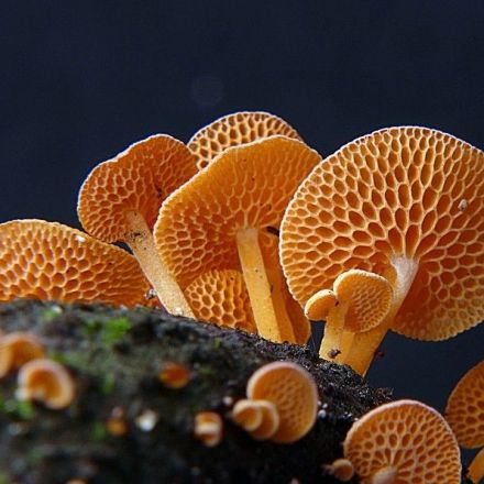 Mushrooms aren’t just for psychedelic trips, they can clean the planet too