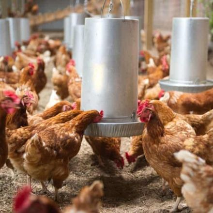 US poultry giant Tyson using land ‘twice the size of New Jersey’ for animal feed, study says
