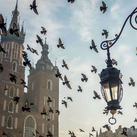 Churches in Poland are providing sanctuary—to birds