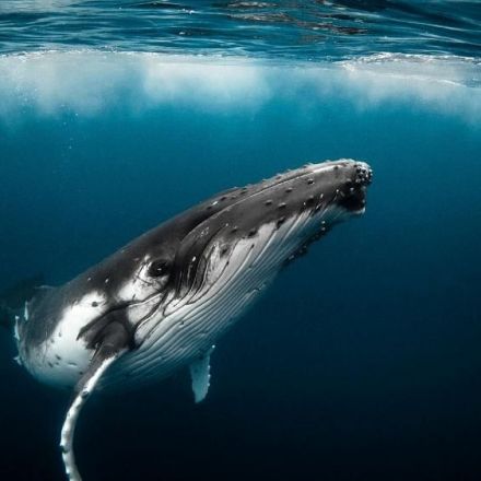 Scientists say whales could offer a natural solution to climate change