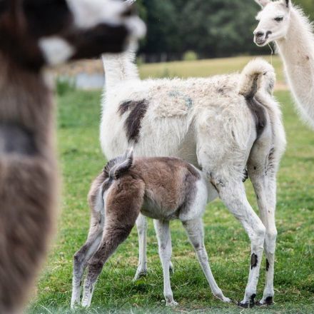 Covid: Immune therapy from llamas shows promise
