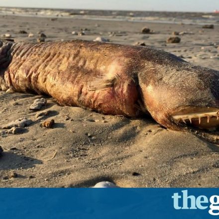 Strange eel: mystery of the Texas eyeless sea beast solved