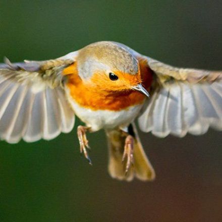 Birds Can See Earth's Magnetic Fields, And We Finally Know How That's Possible