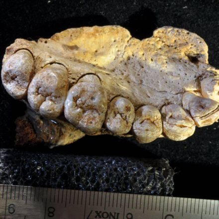 In an Israeli Cave, Scientists Discover Jawbone of Earliest Modern Human Out of Africa