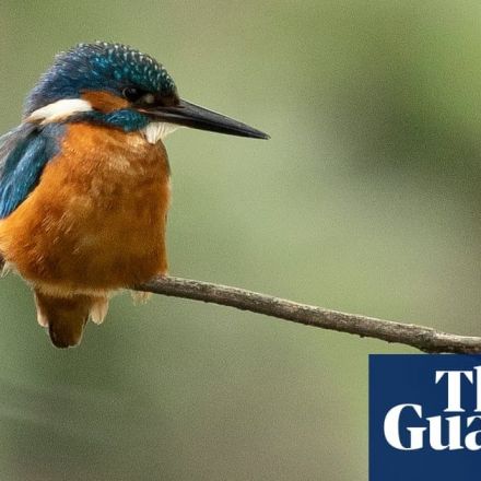 Most UK adults think nature is in urgent need of protection – poll