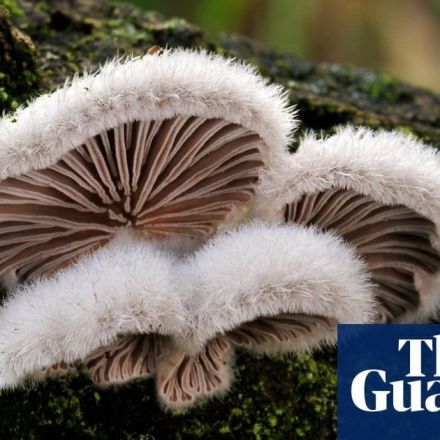 Mushrooms communicate with each other using up to 50 ‘words’, scientist claims