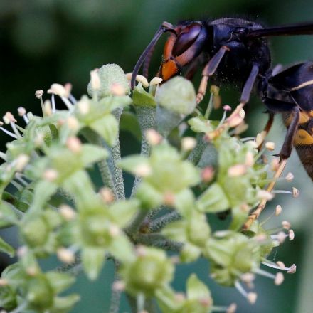 Native bee species could be 'wiped out' as Asian hornets spread across UK, conservationists warn