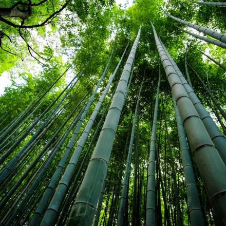 Why bamboo is a super plant which can help combat climate change (6 amazing benefits and more)