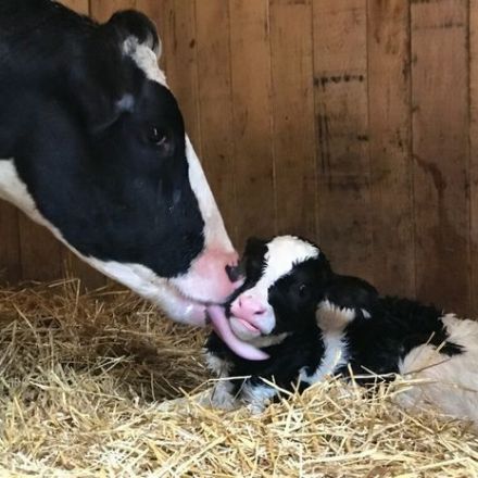 The cow that escaped the slaughterhouse gave birth, and her new baby is utterly adorable