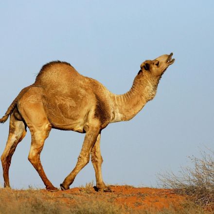 10,000 camels in Australia to be shot because they drink too much water