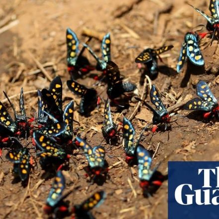 ‘Insect apocalypse’ poses risk to all life on Earth, conservationists warn