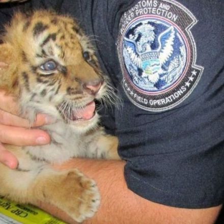 Teenager caught smuggling tiger cub into US from Mexico