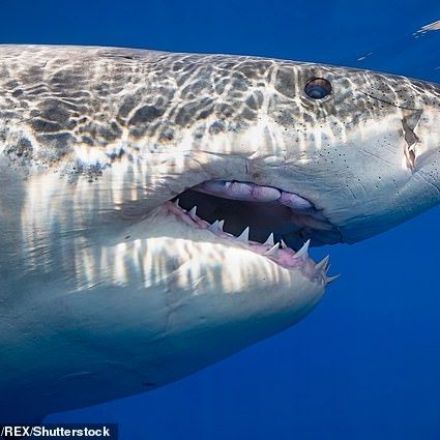 Half a million sharks 'may be killed in effort to make Covid vaccine'