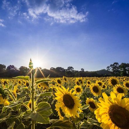 Tiny artificial sunflowers could be used to harvest solar energy