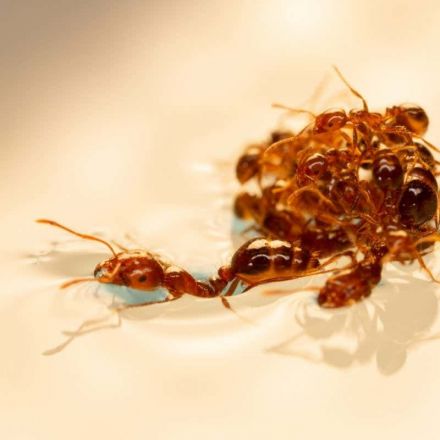 Scientists discover that it takes 10 ants to form a stable raft
