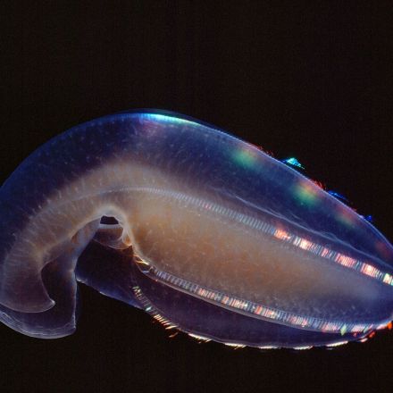 What the ctenophore says about the evolution of intelligence