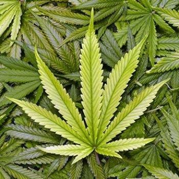 Smoking Marijuana Legalized in Georgia