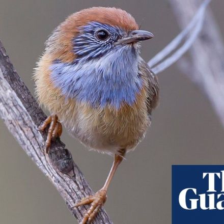 ‘Incredibly moving’: songs by threatened birds beat Abba to No 5 spot on Australian music charts