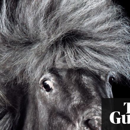 The mane attraction: hair-tossing horses – in pictures