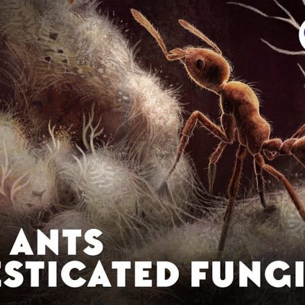 When Ants Domesticated Fungi