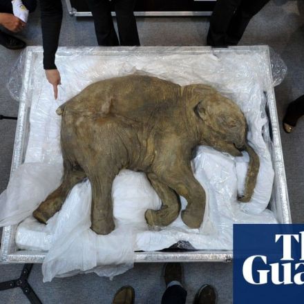 Firm raises $15m to bring back woolly mammoth from extinction