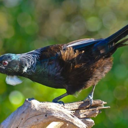 Native birds increase by 51% on Miramar Peninsula