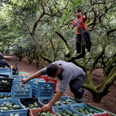 Inside the bloody cartel war for Mexico's multibillion-dollar avocado industry