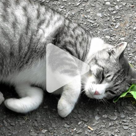 Why cats are crazy for catnip