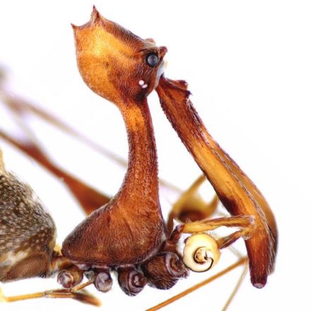 This strange looking ‘pelican spider’ has a birdlike jaw—and a taste for other spiders