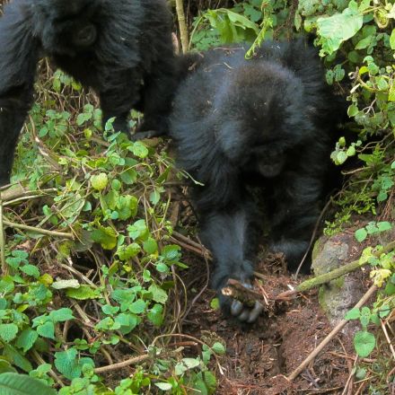 Gorilla Youngsters Seen Dismantling Poachers' Traps—A First
