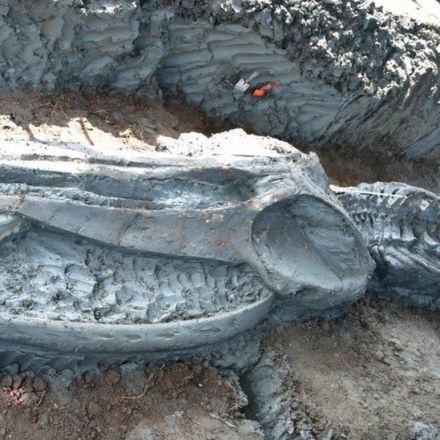 Whale skeleton discovered in Thailand thought to be 5,000 years old