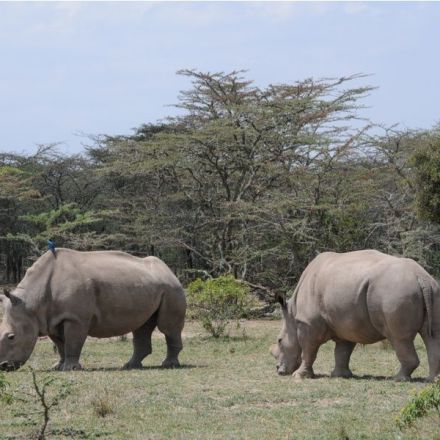 Near-extinct northern white rhino could be saved with embryo breakthrough