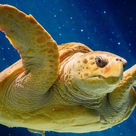 Sea Turtle Given the Very First 3D-Printed Shell Brace Is Still Thriving Years Later