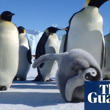 Emperor penguin at risk of extinction, along with two-thirds of native Antarctic species, research shows