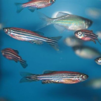 Fish experience pain with ‘striking similarity’ to mammals - University of Liverpool News