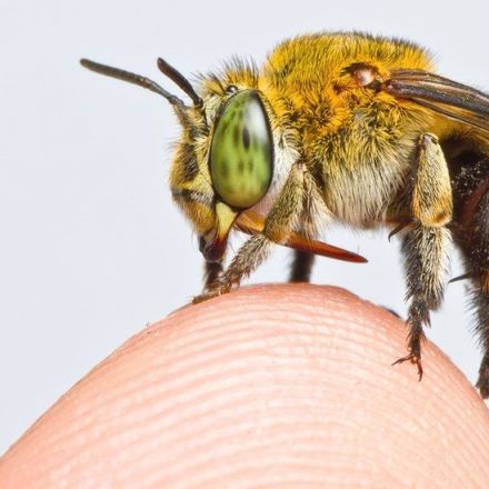 Global map of bees created in conservation first