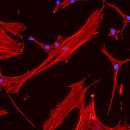 MIT Develops New Way to Help Blood Cells Regenerate Faster