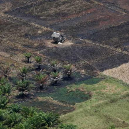 Palm oil land grabs ‘trashing’ environment and displacing people