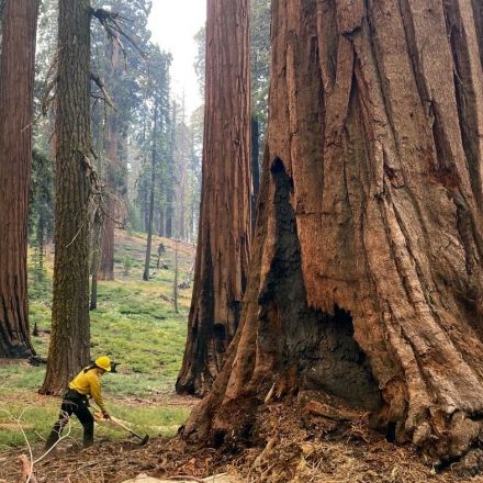 The U.S. Forest Service is taking emergency action to save sequoias from wildfires