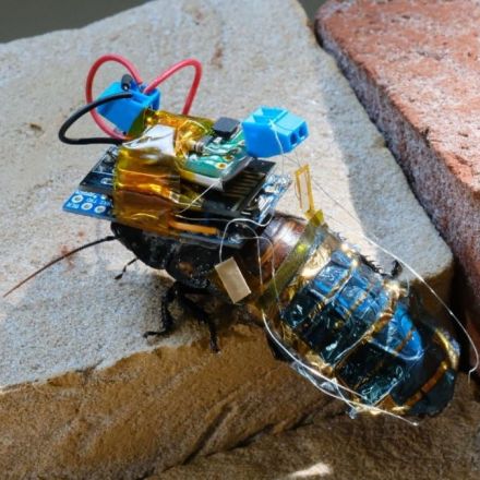 Cyborg Cockroaches With Solar-Powered Backpacks Could Deploy in Disaster Zones