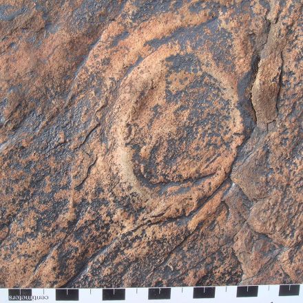 Desert Fossils Reveal 540-Million-Year-Old Jellyfish 'Graveyard'