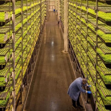 Farming in the desert: Are vertical farms the solution to saving water?