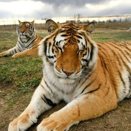 Big cats: US senators seek ban on private ownership of lions and tigers