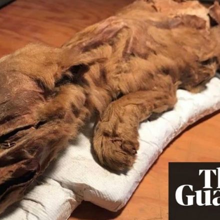 Spectacular ice age wolf pup and caribou dug up in Canada
