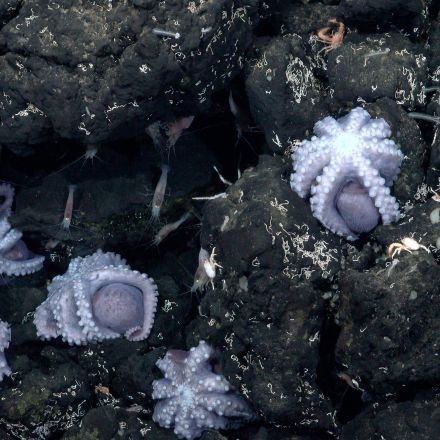 Watch Baby Octopuses Hatch from a Surprising Deep-Sea Nursery