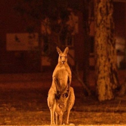 'Entire Species Are Being Wiped Out': Ecologists Say Half a Billion Animals May Have Been Killed by Australia Wildfires